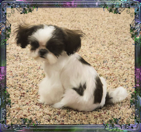 Tiny little female chinese imperial shih tzu puppies for sale teacup